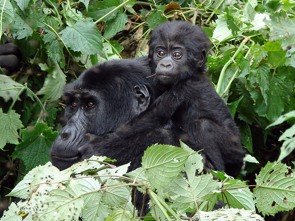 Gorilla Safaris from New Zealand