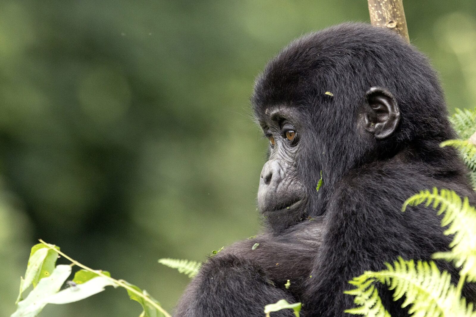 Gorilla Safari Fitness Test