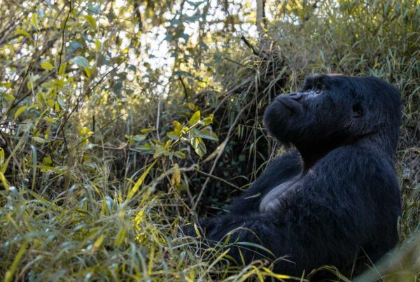 Gorilla Safaris from Nigeria