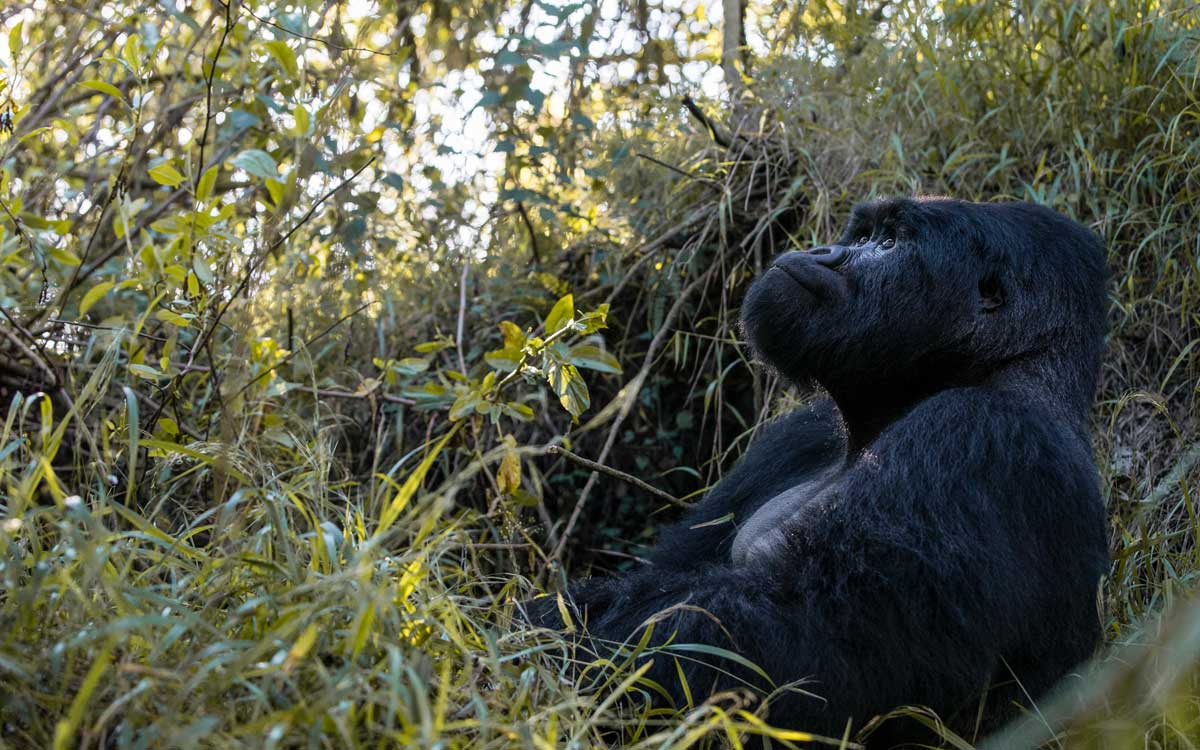 Gorilla Safaris from Nigeria