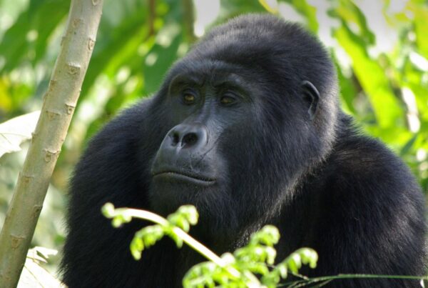 Gorilla Safaris from Norway