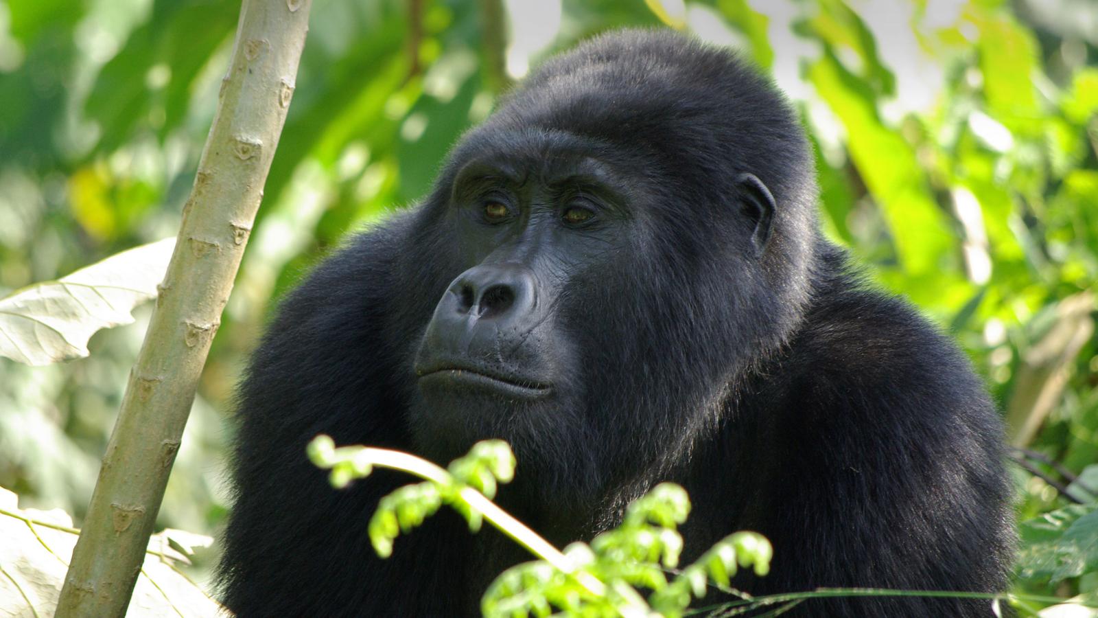 Gorilla Safaris from Norway
