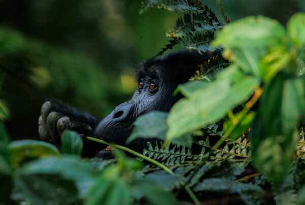 Gorilla Safaris from Egypt
