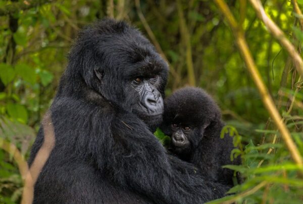 Gorilla Safaris from Poland