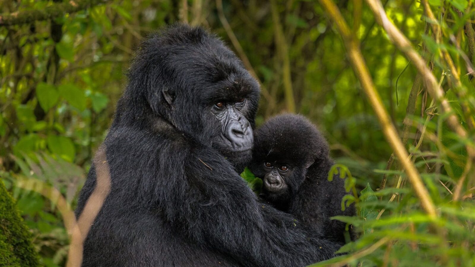 Gorilla Safaris from Poland
