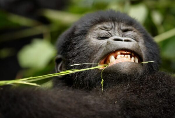 Gorilla Safari Fitness Training