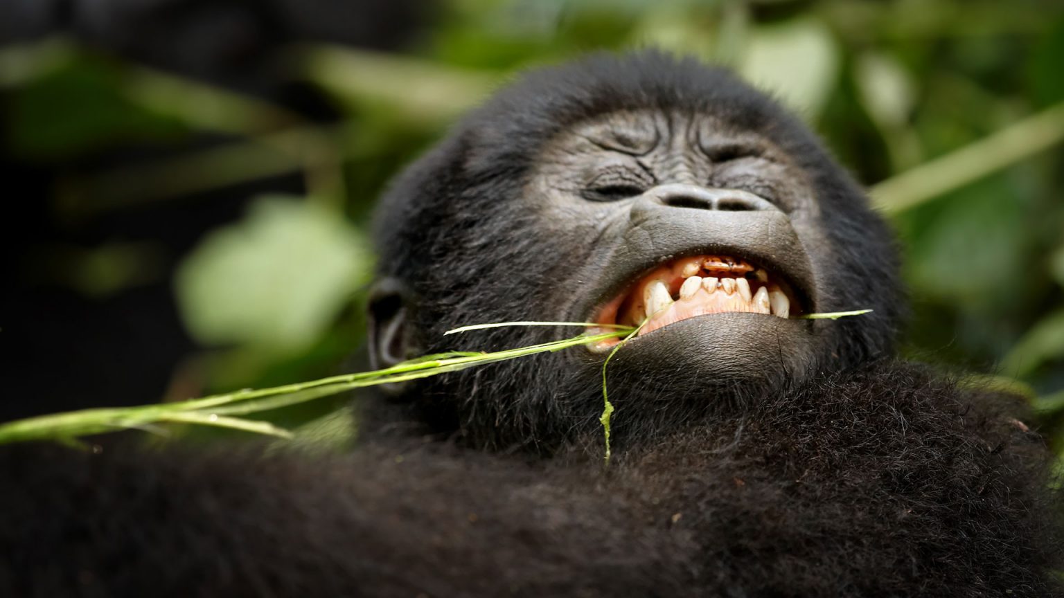 Gorilla Safari Fitness Training