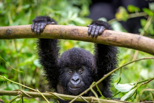 Gorilla Safaris from Portugal