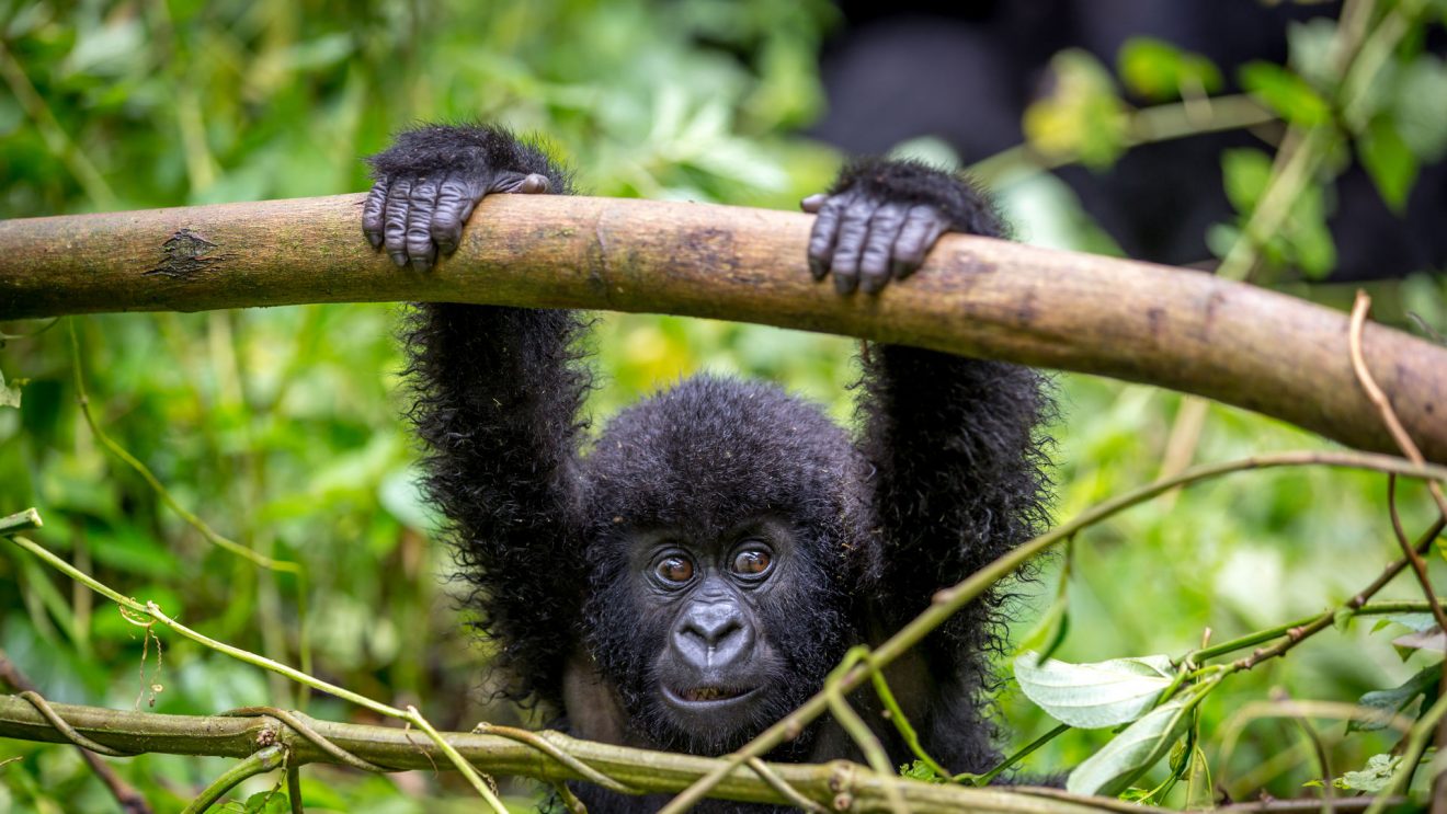 Gorilla Safaris from Portugal