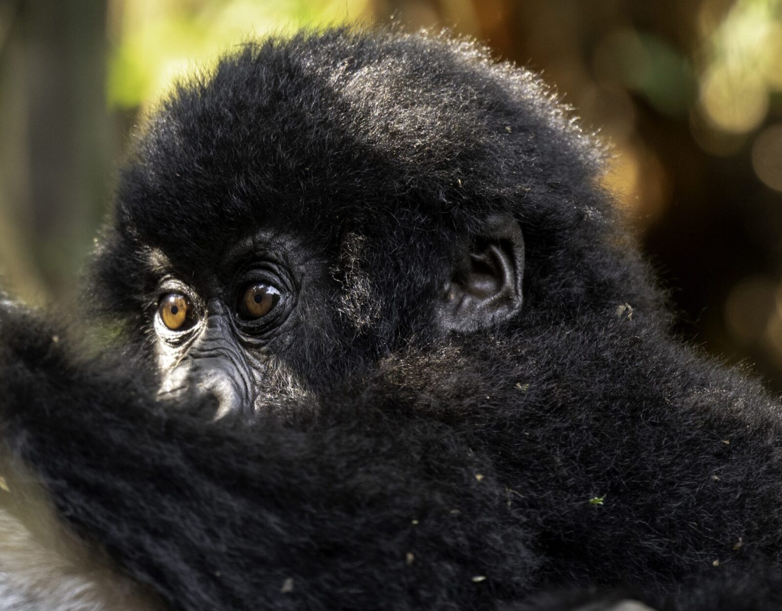 Gorilla Safari Altitude Preparation