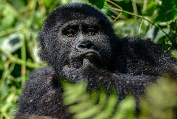 Gorilla Safaris from Saudi Arabia