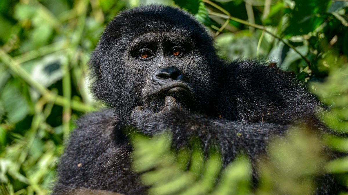 Gorilla Safaris from Saudi Arabia
