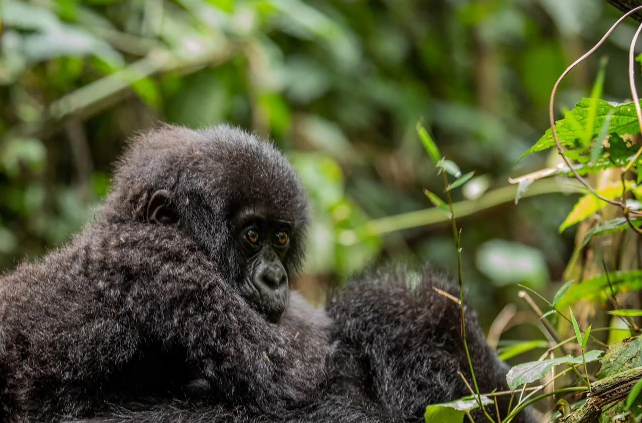How to Prepare for a Gorilla Safari Trek