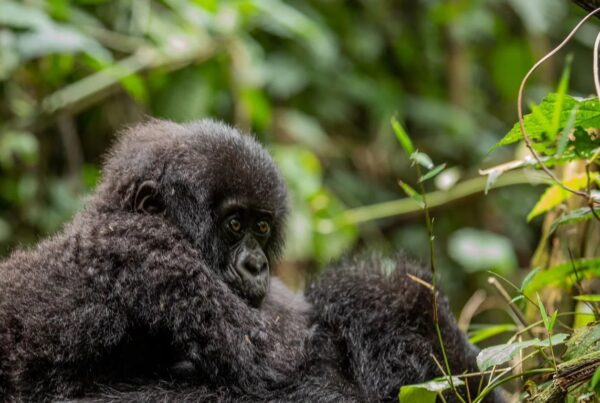 Gorilla Safaris from Singapore