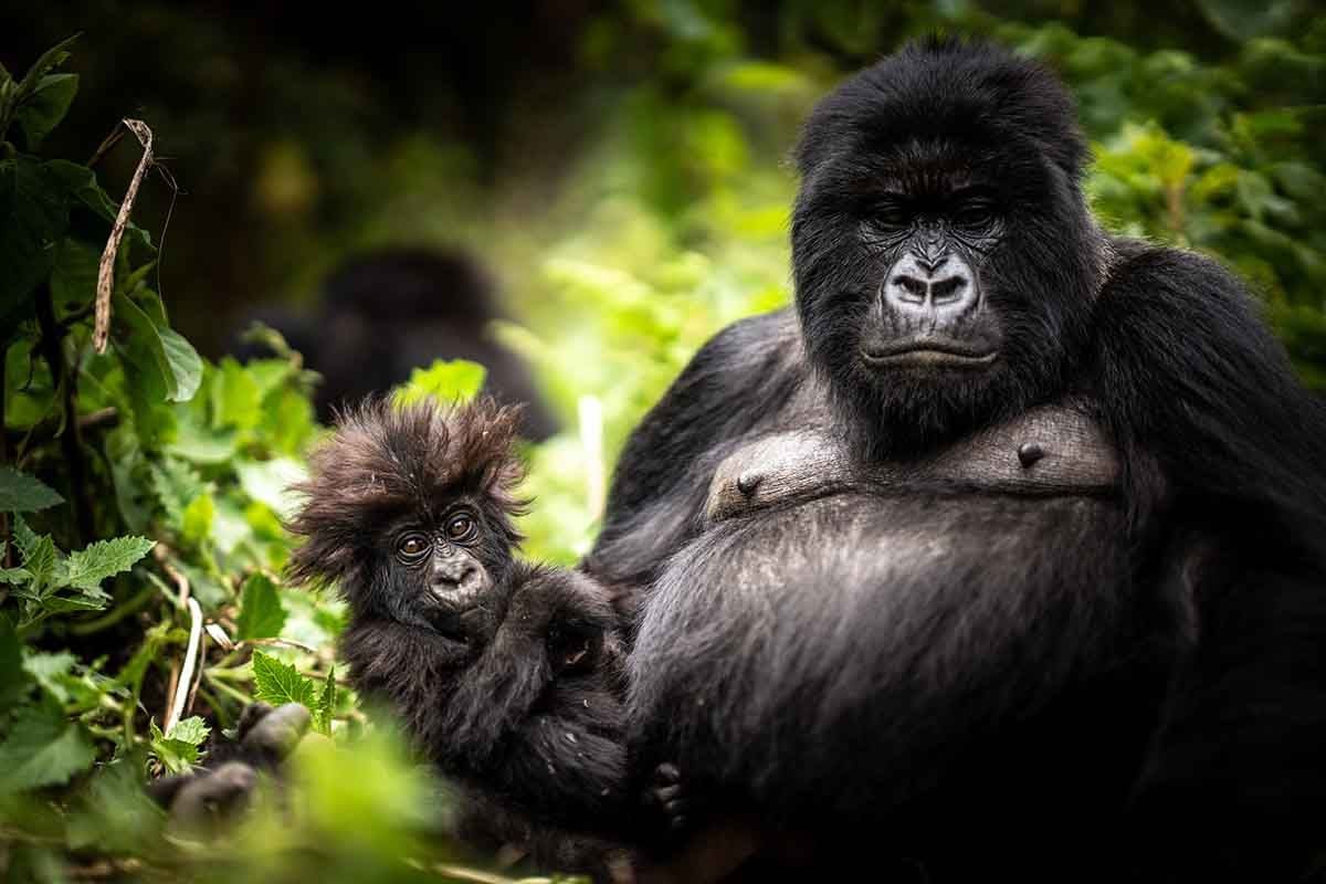Gorilla Safaris from Singapore