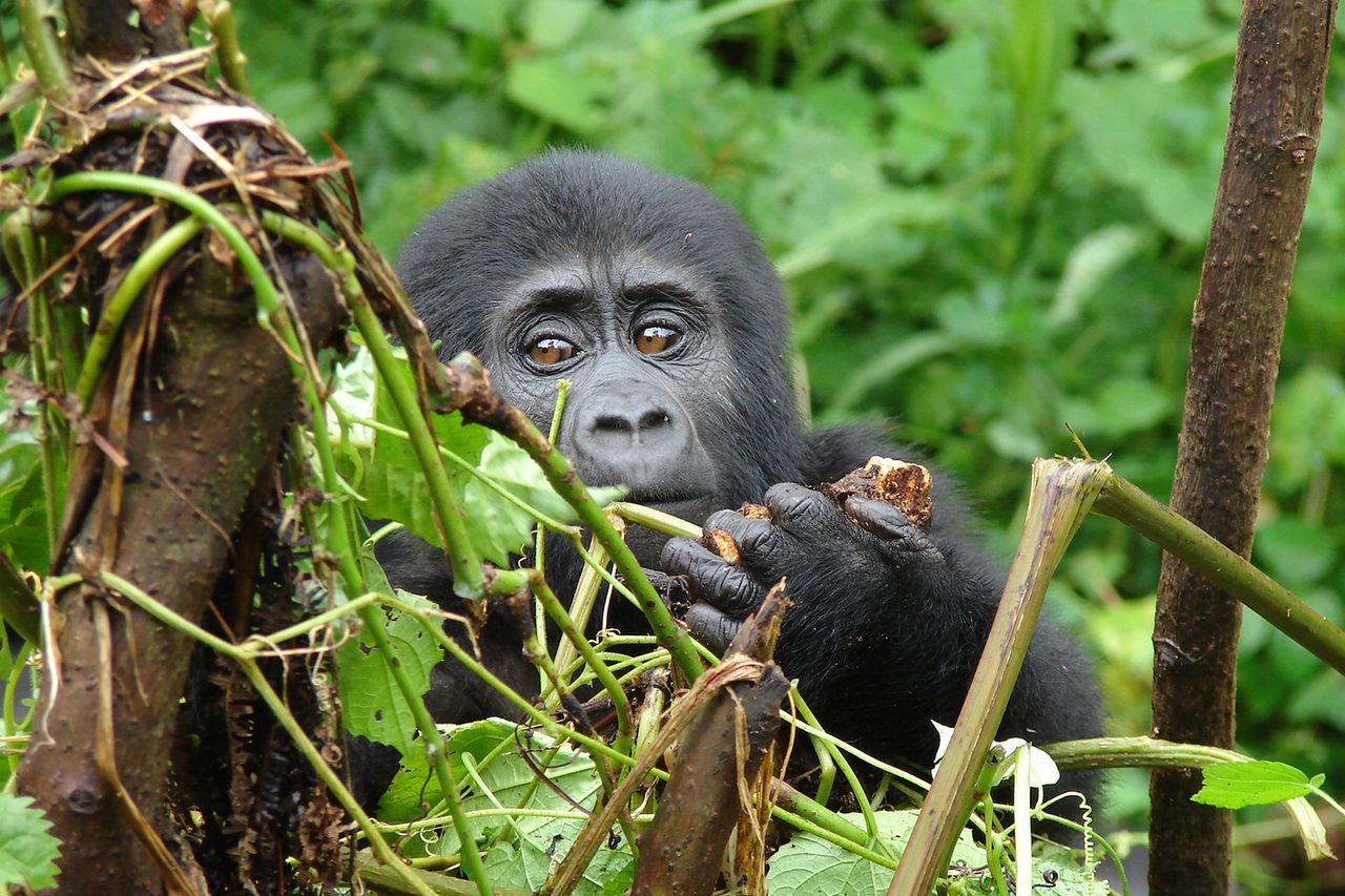 Gorilla Safaris from South Africa
