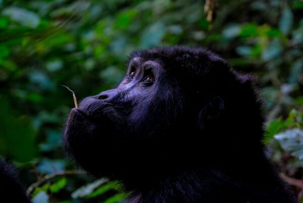 Gorilla Safaris from South Africa