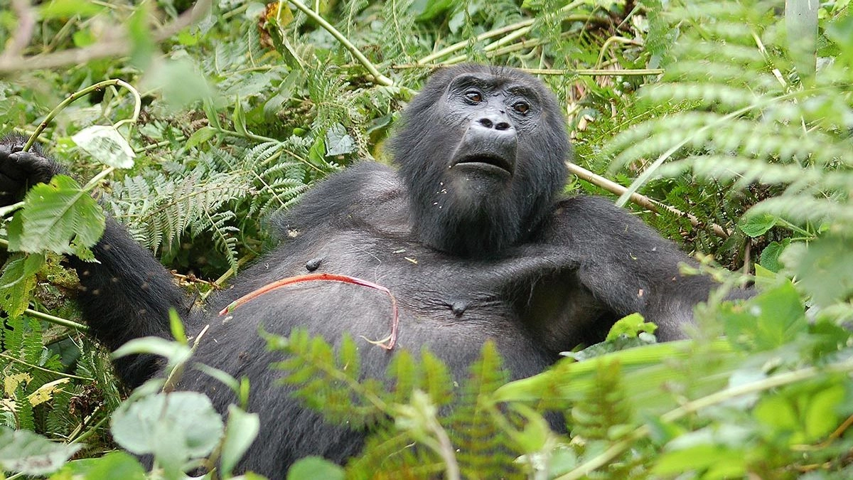 Gorilla Safaris from Spain