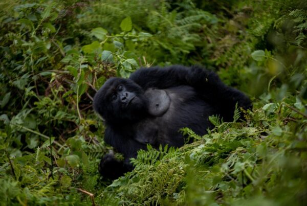 Gorilla Safaris from Sweden