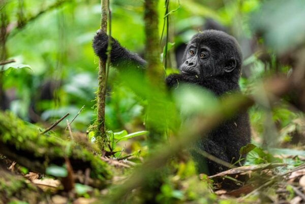 Gorilla Safaris from Switzerland