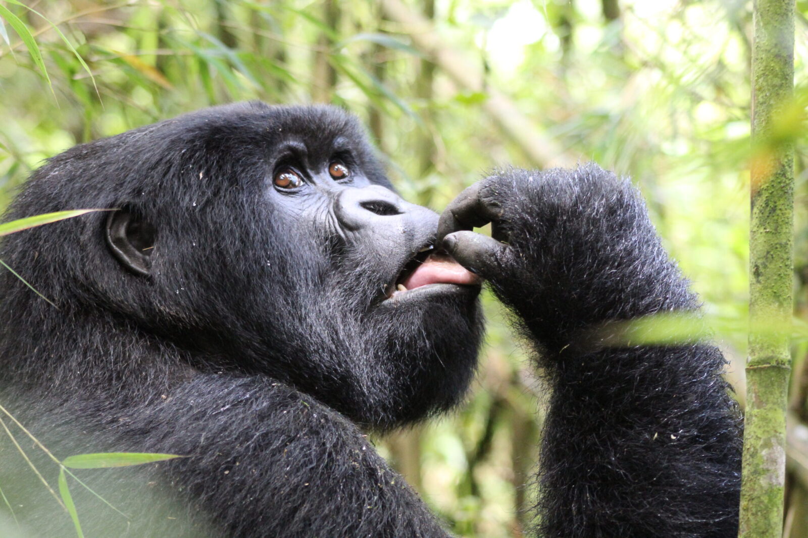 Gorilla Safaris from Switzerland