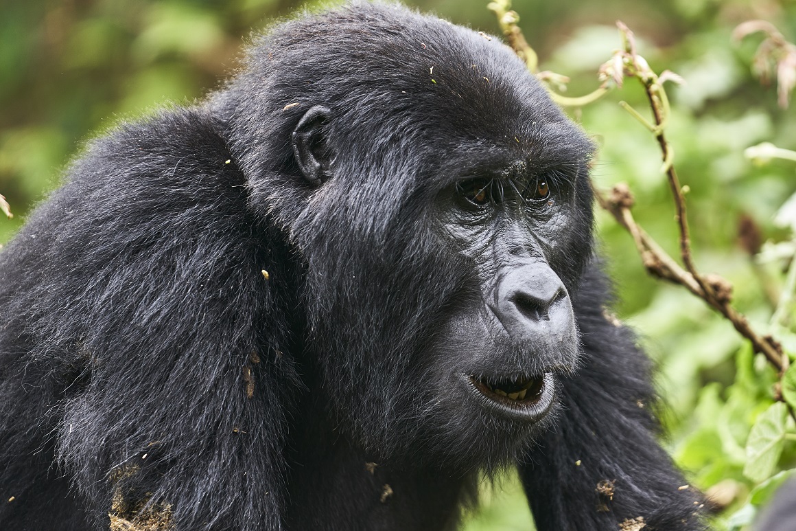 Gorilla Safaris from Tanzania