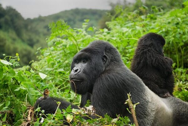 Gorilla Safaris from Tanzania