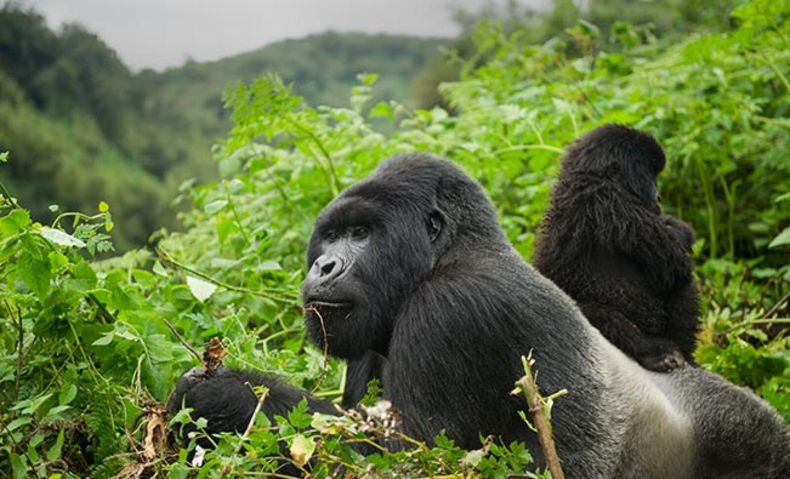Gorilla Safaris from Tanzania