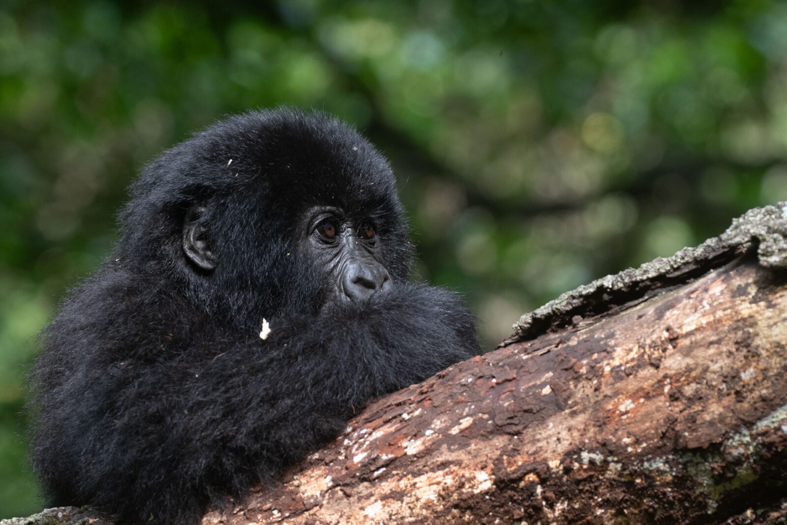 Gorilla Safaris from UAE