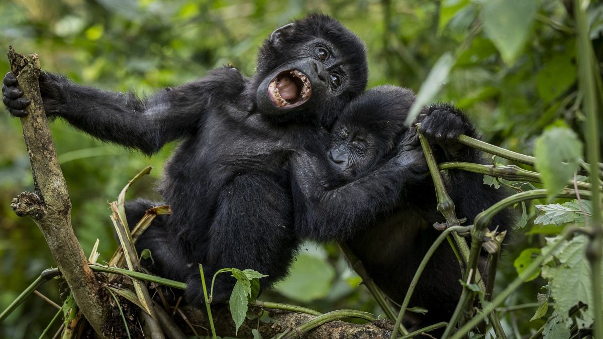 Gorilla Safaris in Virunga National Park