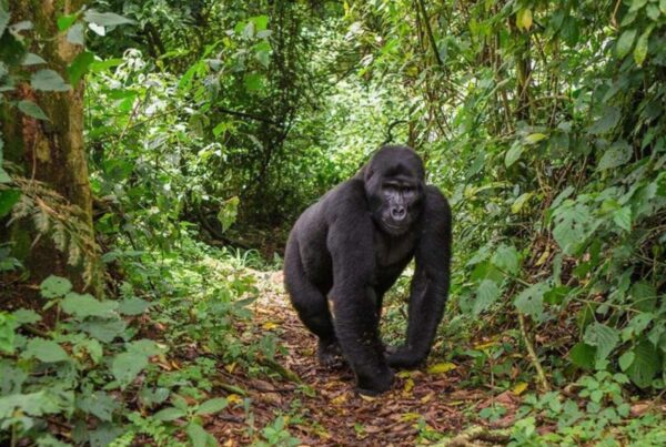 How Much Does a Gorilla Safari Cost in Rwanda 2026