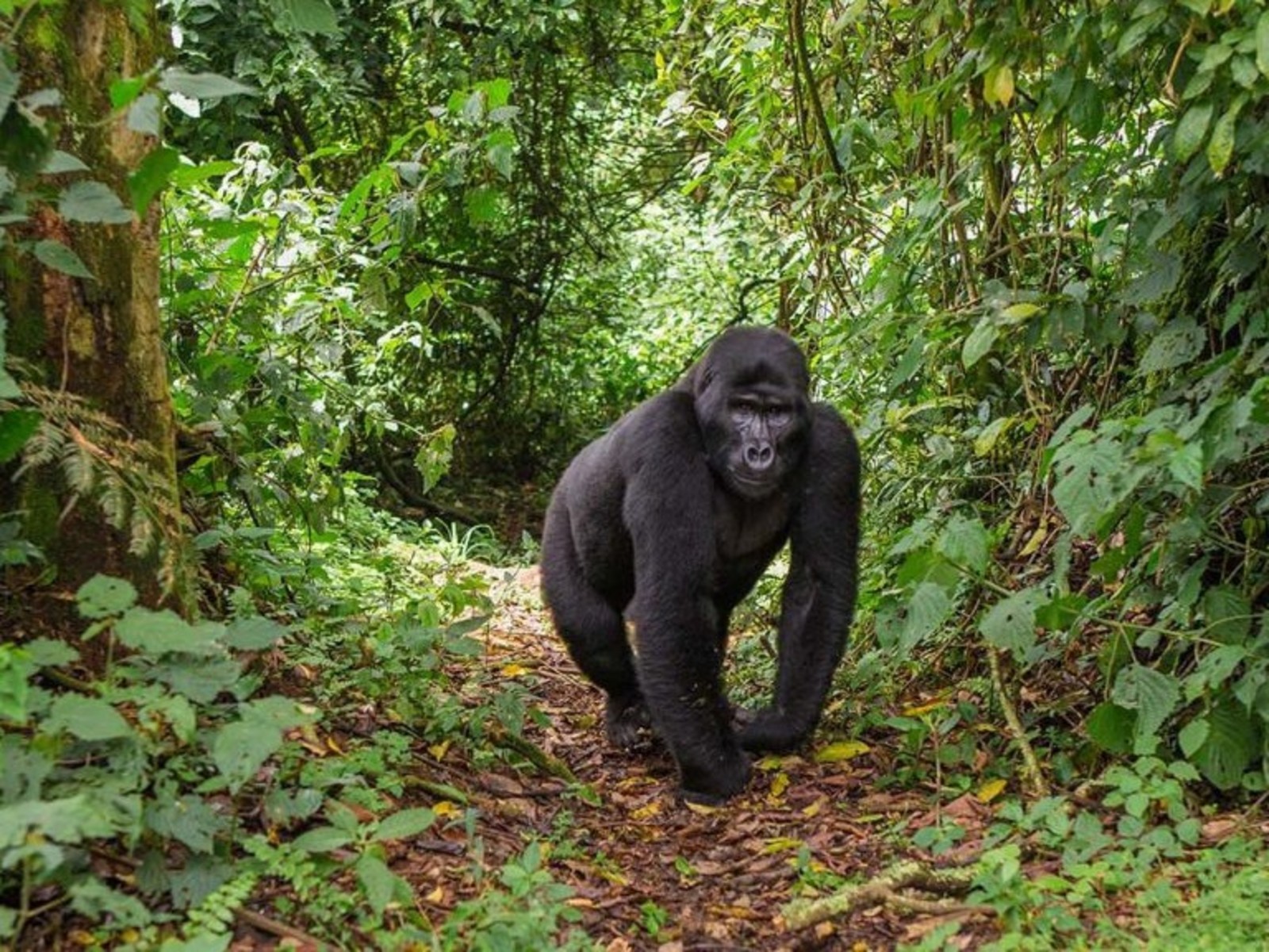 How Much Does a Gorilla Safari Cost in Rwanda 2026