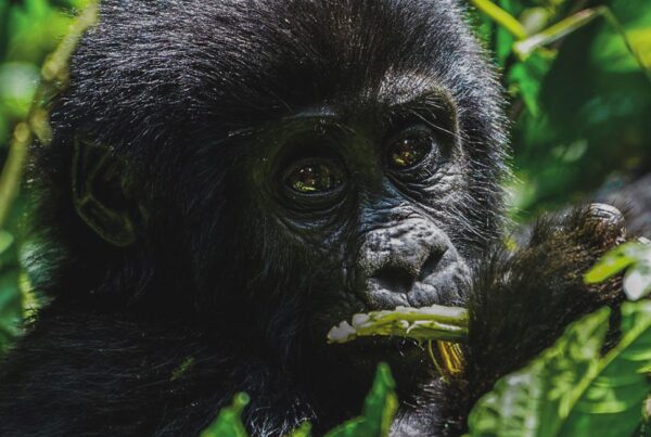 How Much Does a Gorilla Safari Cost in Uganda 2026