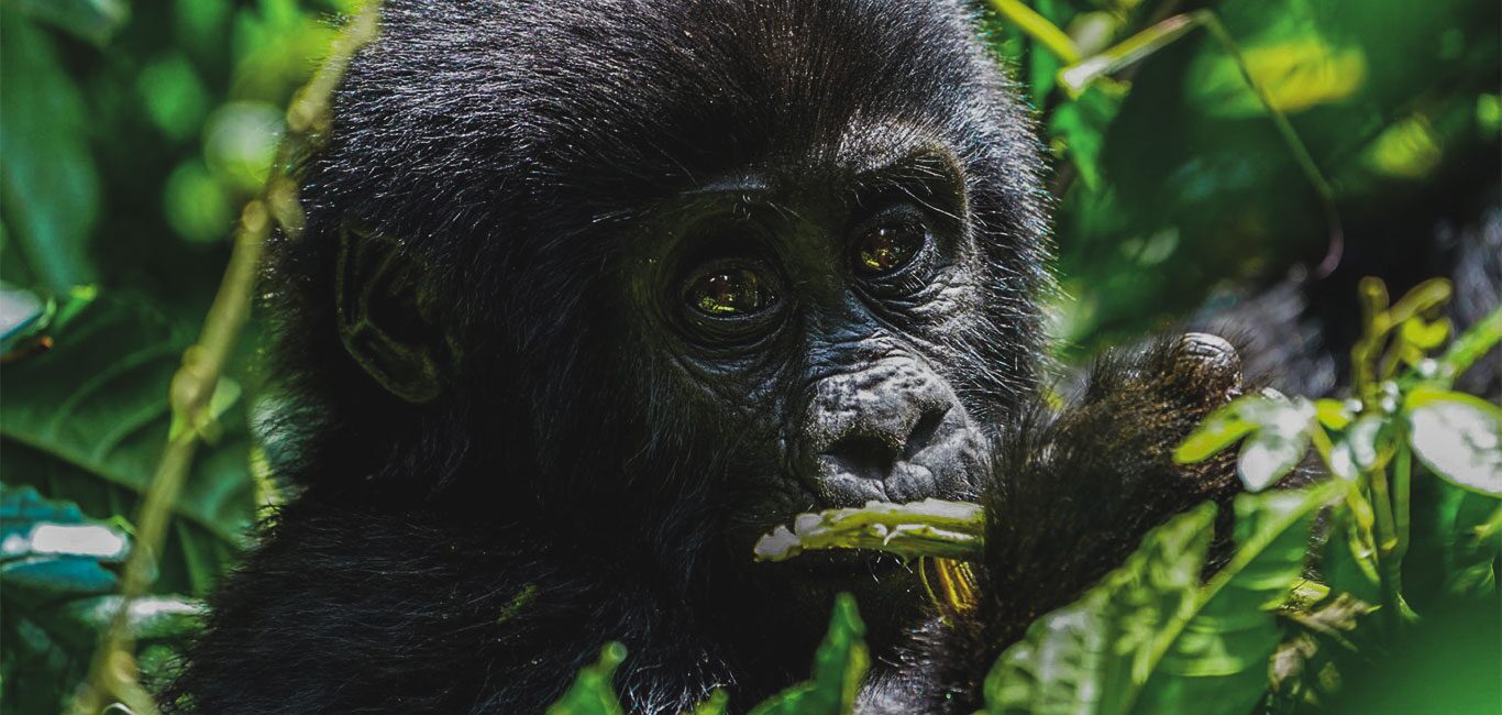 How Much Does a Gorilla Safari Cost in Uganda 2026