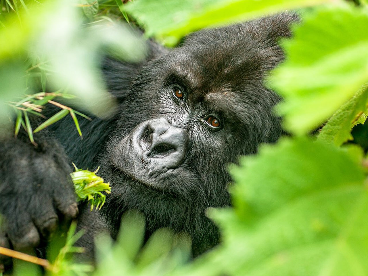 How to Book a Gorilla Safari Permit Step by Step in Uganda