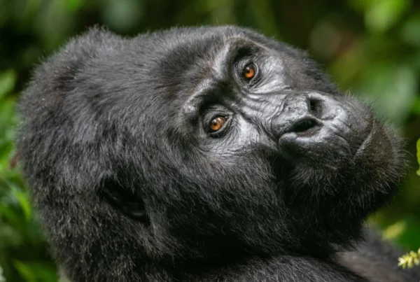 How to Book a Gorilla Safari Permit Step by Step in Uganda