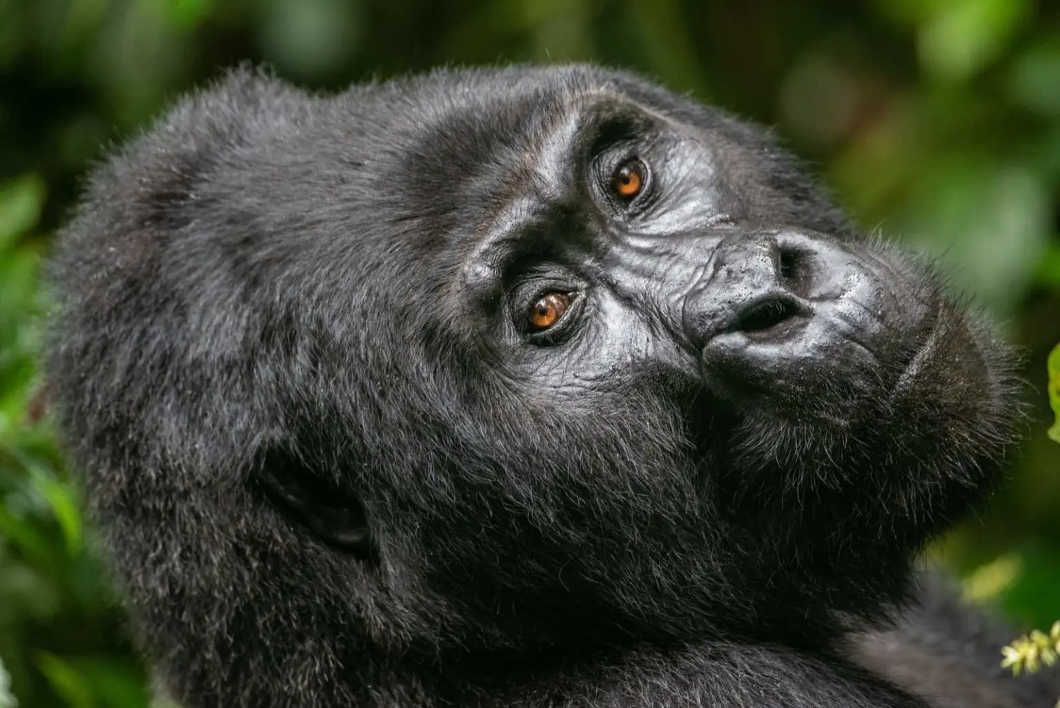How to Book a Gorilla Safari Permit Step by Step in Uganda