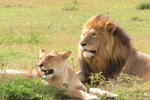 Lions of Murchison Falls