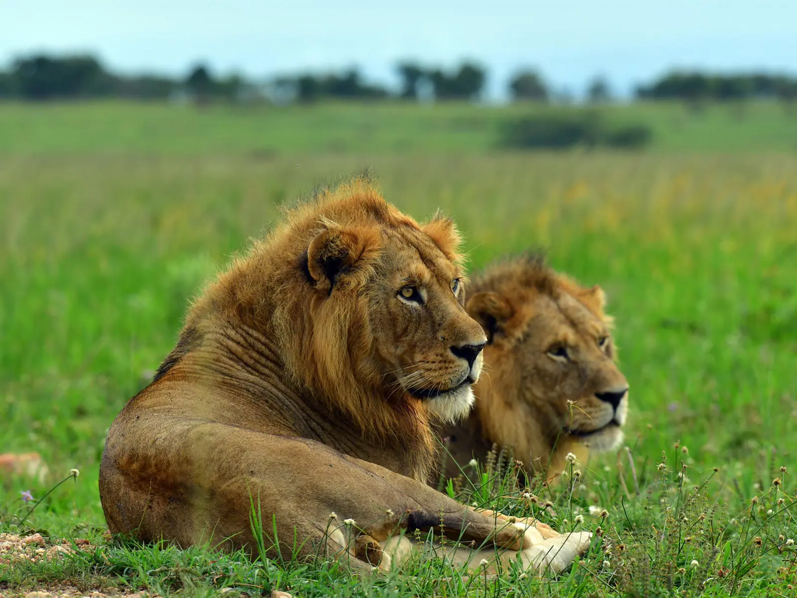 Lions of Murchison Falls