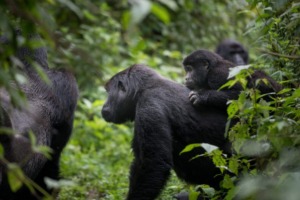 Nkuringo Gorilla Camp, Nkuringo