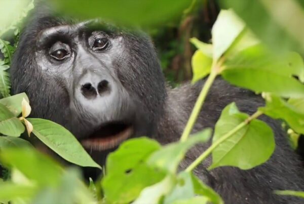 Can You Buy a Gorilla Safari Permit Without a Tour Operator?