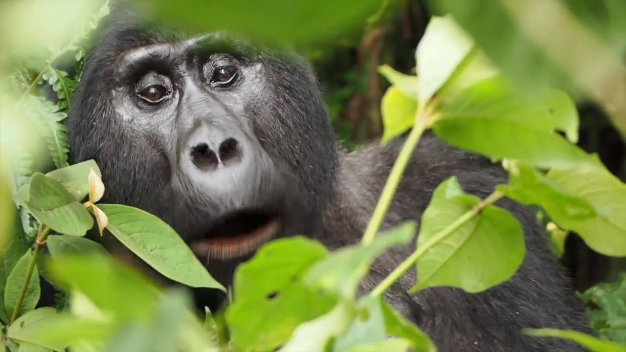 Can You Buy a Gorilla Safari Permit Without a Tour Operator?