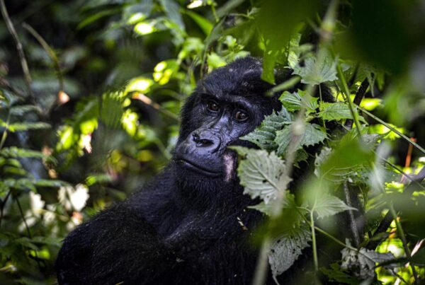 A gorilla safari itinerary for first-time travelers is carefully designed to balance travel, preparation, physical challenge, and emotional experience.