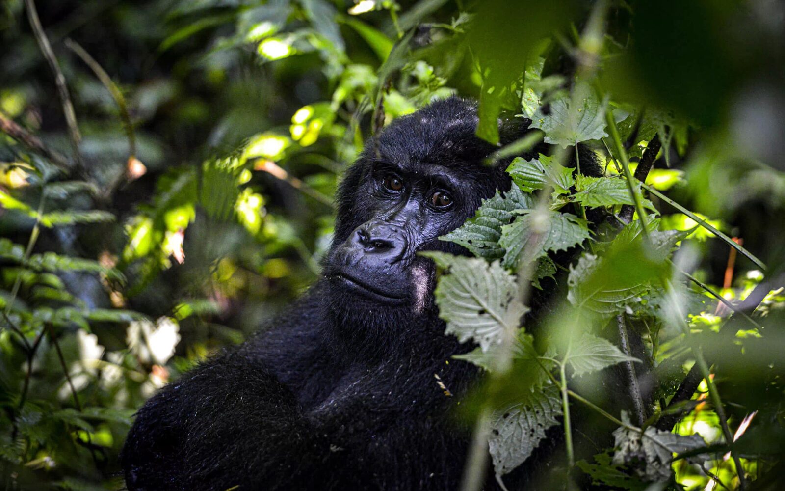 Can You Buy a Gorilla Safari Permit Without a Tour Operator?