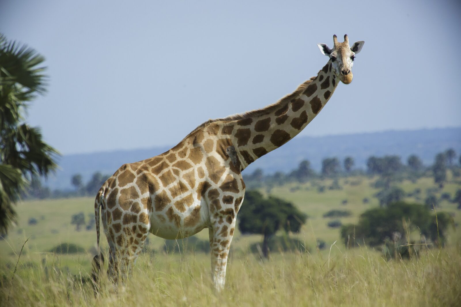 Rothschild Giraffe in Murchison