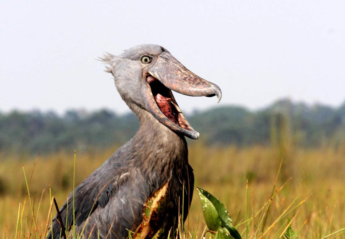 Shoebill Stork