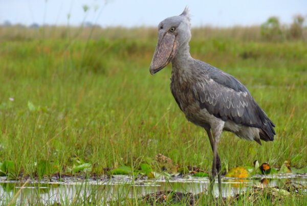 Shoebill Stork