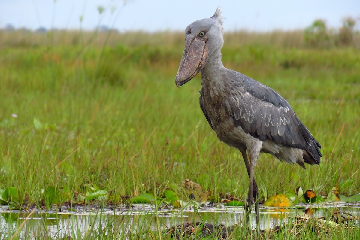 Shoebill Stork in Murchison Falls