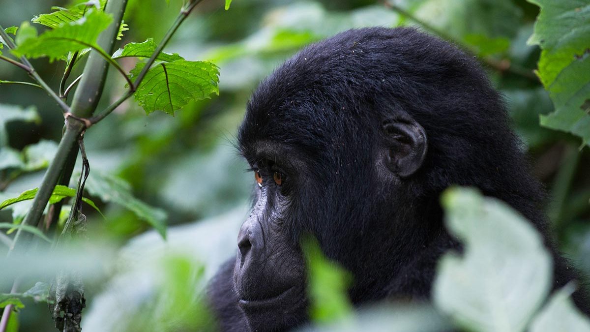 What Happens to Your Gorilla Safari Permit If You Get Sick?
