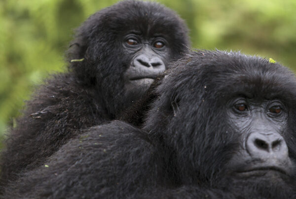 Agashya Gorilla Family Rwanda